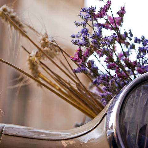 Fleurs. Brescia, 2015